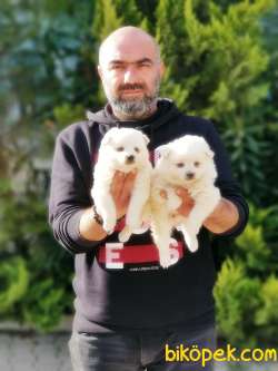 JAPON SPİTZ YAVRULAR 4