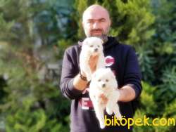 JAPON SPİTZ YAVRULAR 1