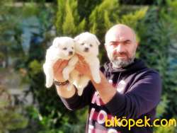 JAPON SPİTZ YAVRULAR 3
