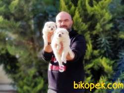 JAPON SPİTZ YAVRULAR 2