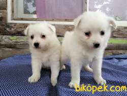 JAPON SPİTZ  YAVRULARI 3