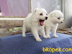 JAPON SPİTZ  YAVRULARI 2