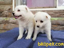 JAPON SPİTZ  YAVRULARI 4