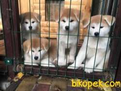 Japonese Akita Inu Yavrularımız Orjinal 1