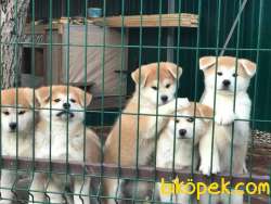 Japonese Akita Inu Yavrularımız Orjinal 3