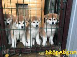 Japonese Akita Inu Yavrularımız Orjinal 2