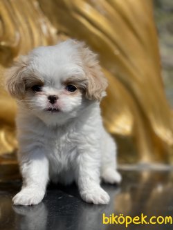 Japonese Chin Dog Özel Üretim Köpeğimiz 5
