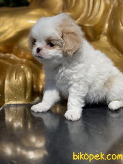 Japonese Chin Dog Özel Üretim Köpeğimiz 3
