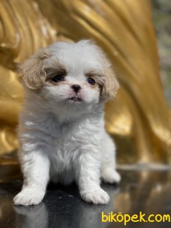 Japonese Chin Dog Özel Üretim Köpeğimiz 4