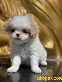 Japonese Chin Dog Özel Üretim Köpeğimiz 2