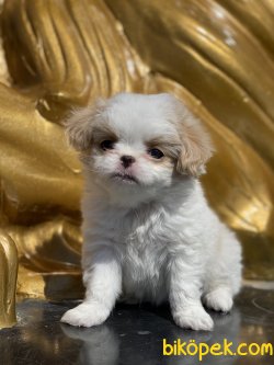 Japonese Chin Dog Özel Üretim Köpeğimiz 1