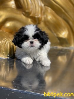 Japonese Chin Dog Siyah Beyaz Köpek 2