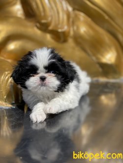 Japonese Chin Dog Siyah Beyaz Köpek 5