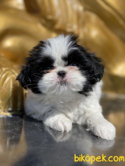 Japonese Chin Dog Siyah Beyaz Köpek 3