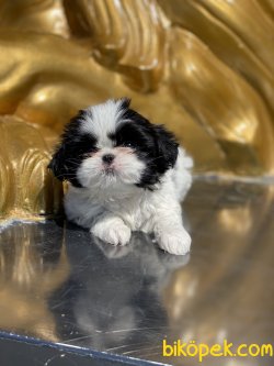 Japonese Chin Dog Siyah Beyaz Köpek 4