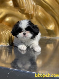Japonese Chin Dog Siyah Beyaz Köpek 1