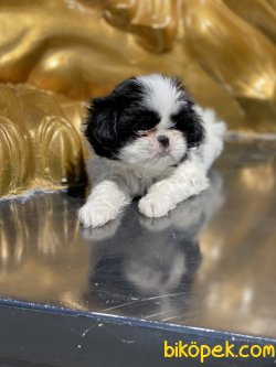 Japonese Chin Dog Siyah Beyaz Yavrularımız 2