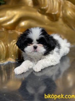 Japonese Chin Dog Siyah Beyaz Yavrularımız 5