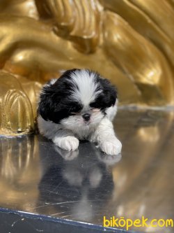 Japonese Chin Dog Siyah Beyaz Yavrularımız 3