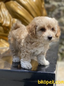 Jerry Maltipoo Oğlumuz En Kaliteli Orjinal Yavrular 1