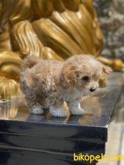 Jerry Maltipoo Oğlumuz En Kaliteli Orjinal Yavrular 3