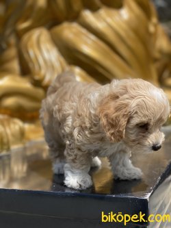 Jerry Maltipoo Oğlumuz En Kaliteli Orjinal Yavrular 2