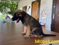 Jet Black Belgian Malinois Ve Cream Black Mask Yavruları 3