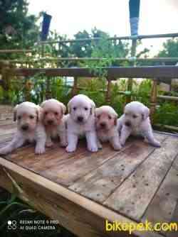 Jumbo Baby Face Safkan A Kalite Golden Bebeklerimiz 3