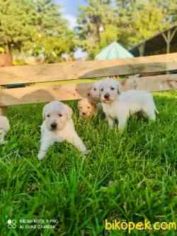 Jumbo Baby Face Safkan A Kalite Golden Bebeklerimiz 1