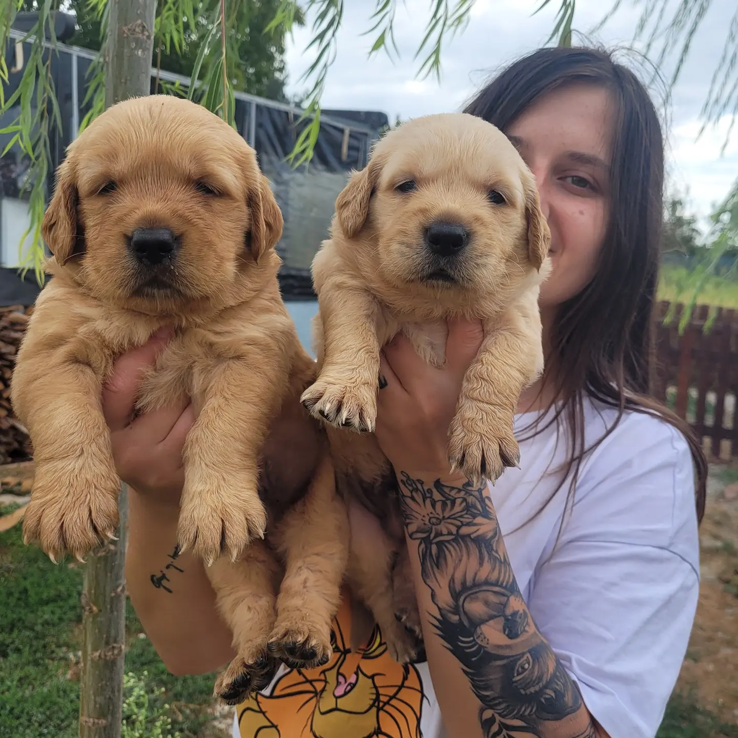Jumbo Golden Yavru (Bursa Köpek Okulu) 2
