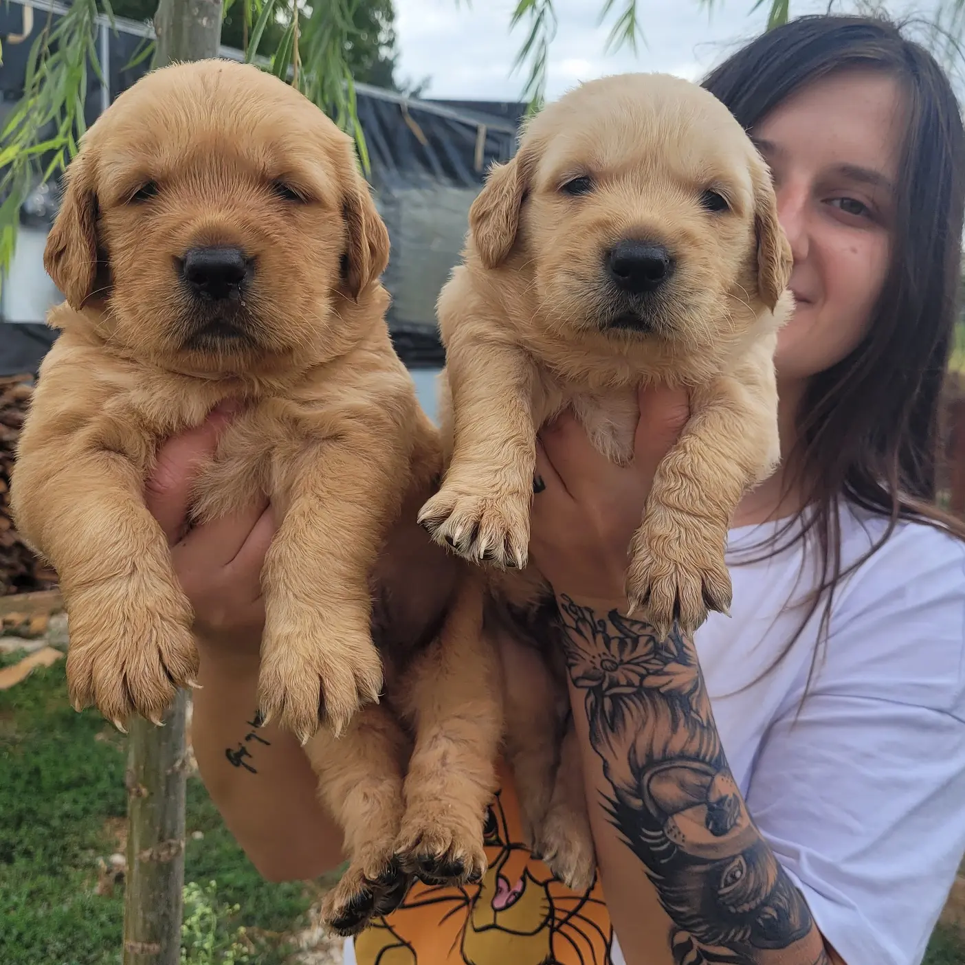 Jumbo Golden Yavru (Bursa Köpek Okulu) 1