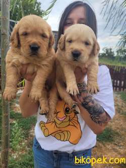 Jumbo Golden Yavru (Bursa Köpek Okulu) 3
