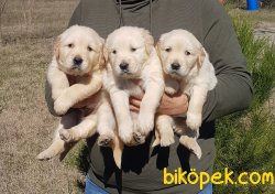 Jumbo Golden Yavrular 2