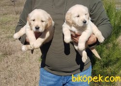 Jumbo Golden Yavrular 4
