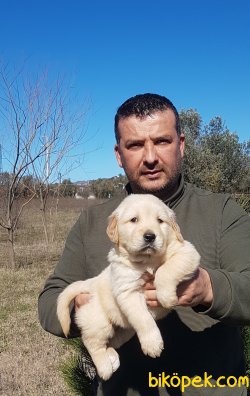 Jumbo Golden Yavrular 3