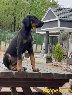 Ücretli Ki̇ng Doberman  Yavruları 2