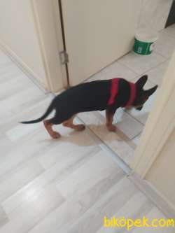 K9 Alman Kurdu Düşük Bel Kızımız Lusi 2,5 Aylık 3