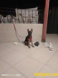 K9 Alman Kurdu Düşük Bel Kızımız Lusi 2,5 Aylık 2