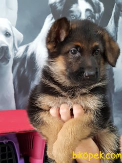 K9 ALMAN KURDU YAVRULARI 2