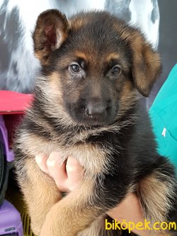 K9 ALMAN KURDU YAVRULARI 3