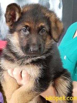 K9 ALMAN KURDU YAVRULARI 5