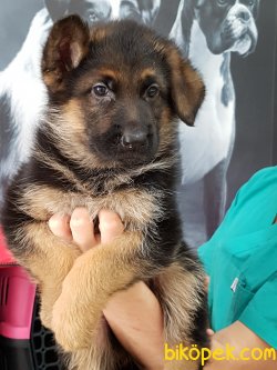 K9 ALMAN KURDU YAVRULARI 4