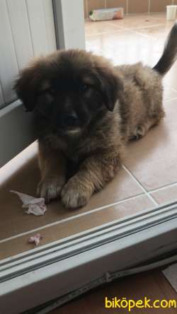 Kafkas Çoban Köpeği Ilanı 3