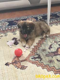 Kafkas Çoban Köpeği Ilanı 2
