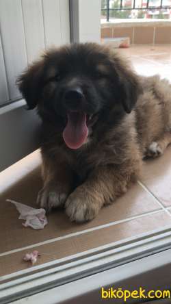 Kafkas Çoban Köpeği Ilanı 1