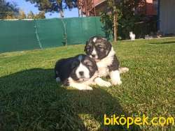 Kafkas Çoban Köpeği Yavrular 5
