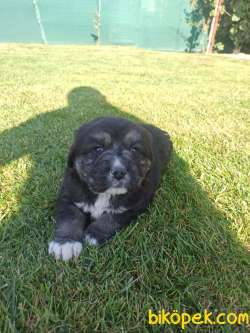 Kafkas Çoban Köpeği Yavrular 2