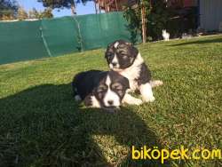 Kafkas Çoban Köpeği Yavrular 4