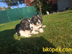 Kafkas Çoban Köpeği Yavrular 1