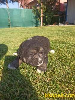 Kafkas Çoban Köpeği Yavrular 3
